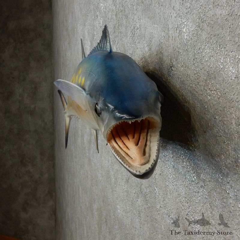 Replica Spanish Mackerel Taxidermy Fish Mount #17794 For Sale @ The Taxidermy Store