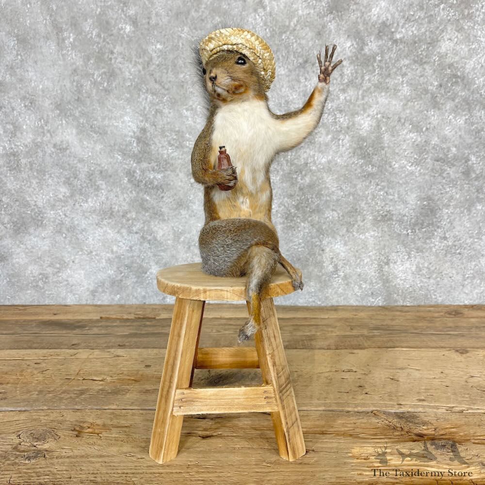 Novelty Fox Squirrel Mount For Sale #28573 @ The Taxidermy Store
