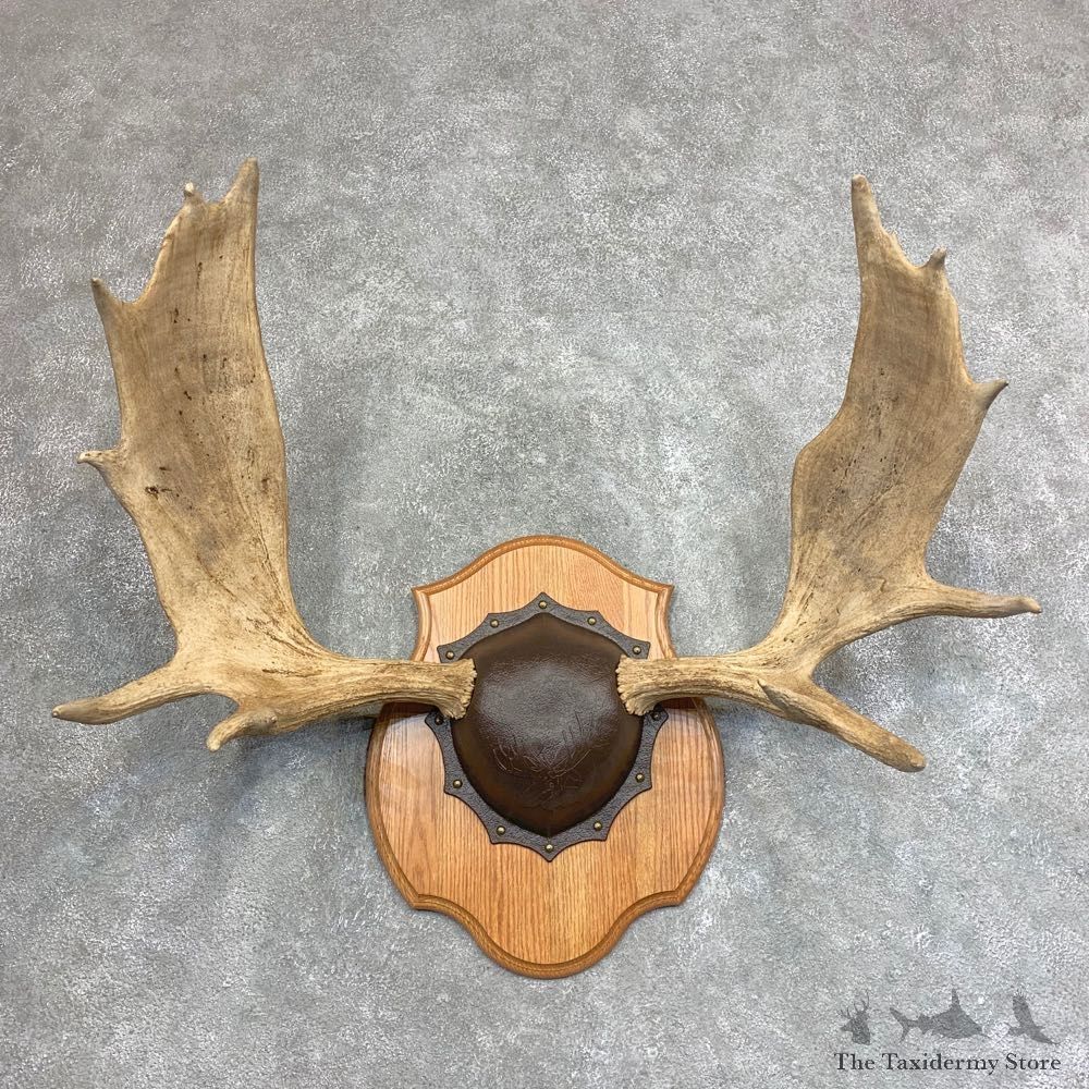 Moose Antler Plaque For Sale #21940 @ The Taxidermy Store
