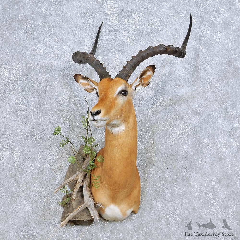 African Impala Shoulder Mount For Sale #14067 @ The Taxidermy Store