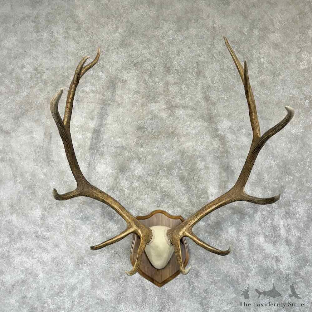 Rocky Mountain Elk Plaque Mount For Sale #30777 @ The Taxidermy Store