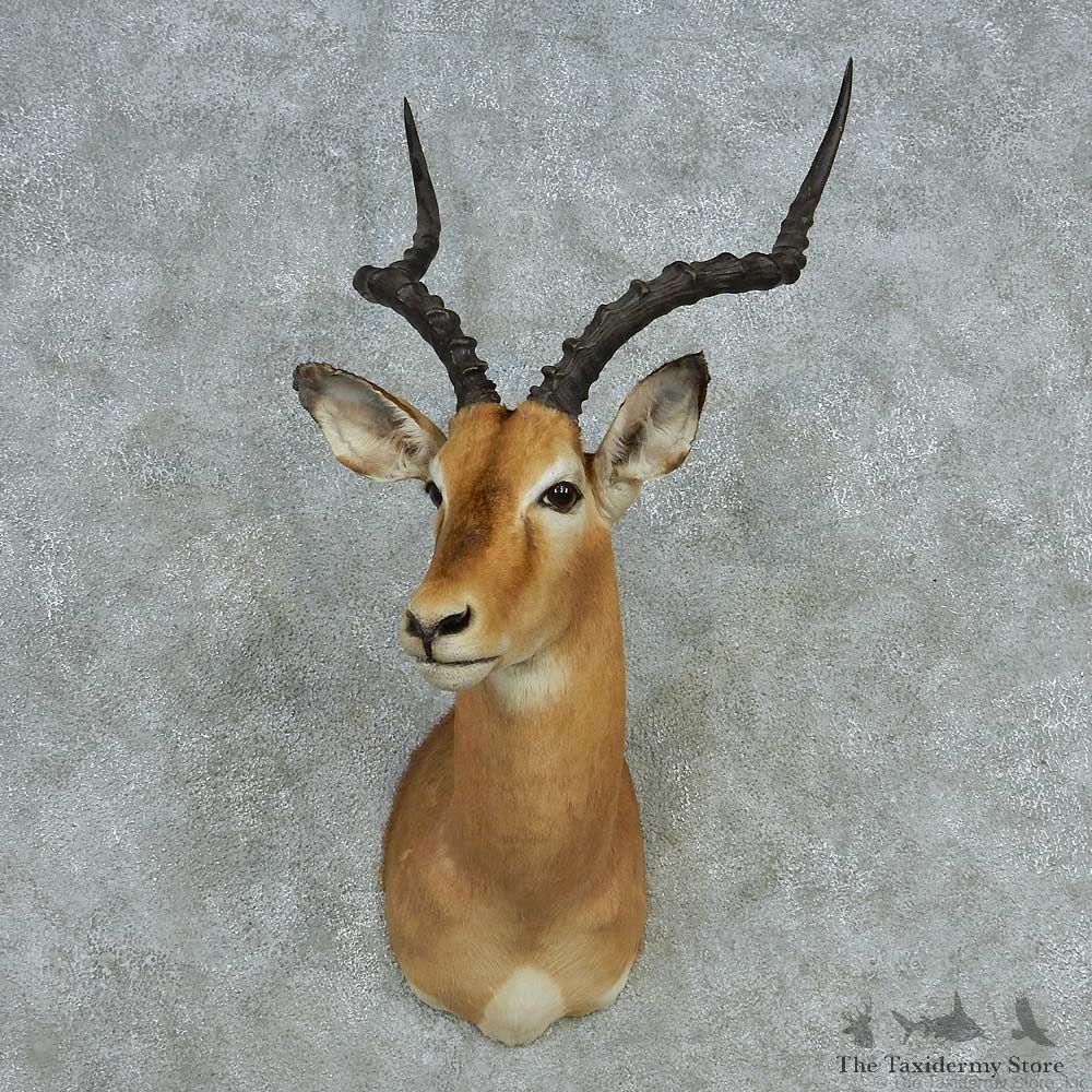 African Impala Shoulder Mount #13640 For Sale @ The Taxidermy Store