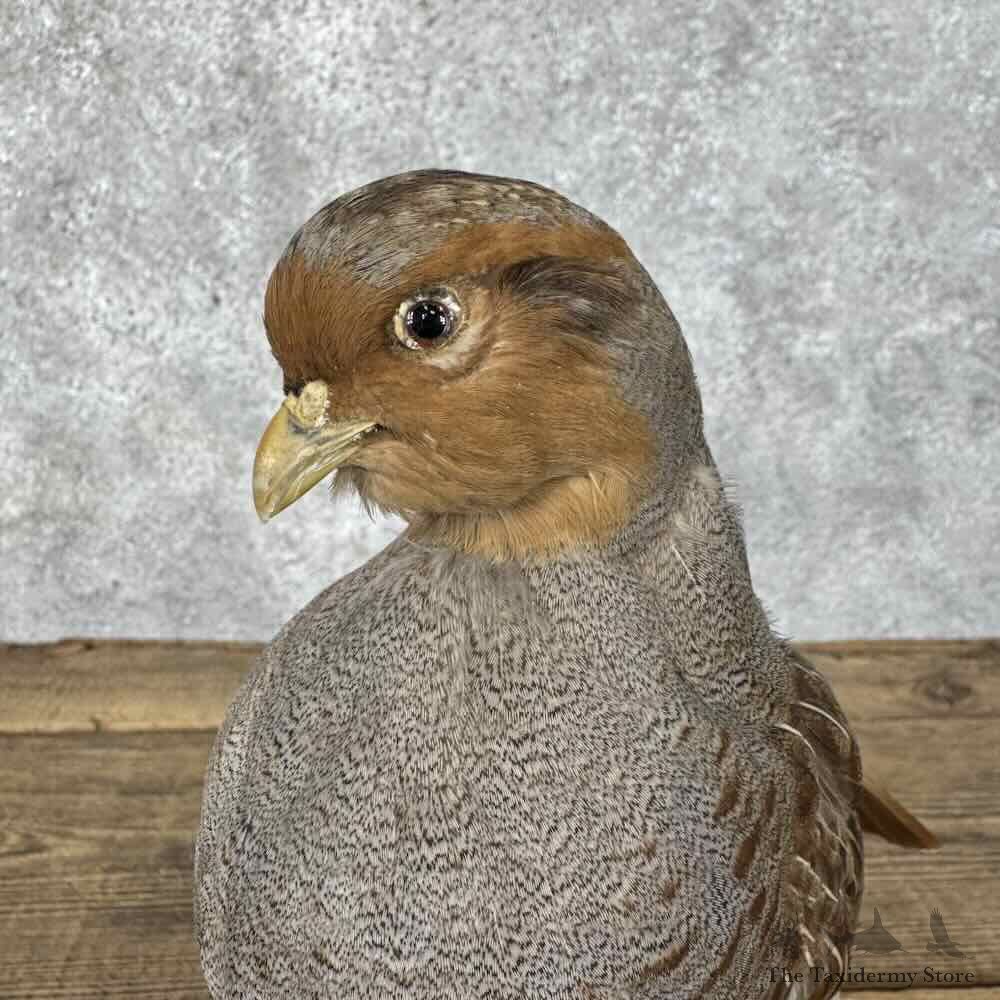 Hungarian Partridge Bird Mount For Sale #30319 @ The Taxidermy Store