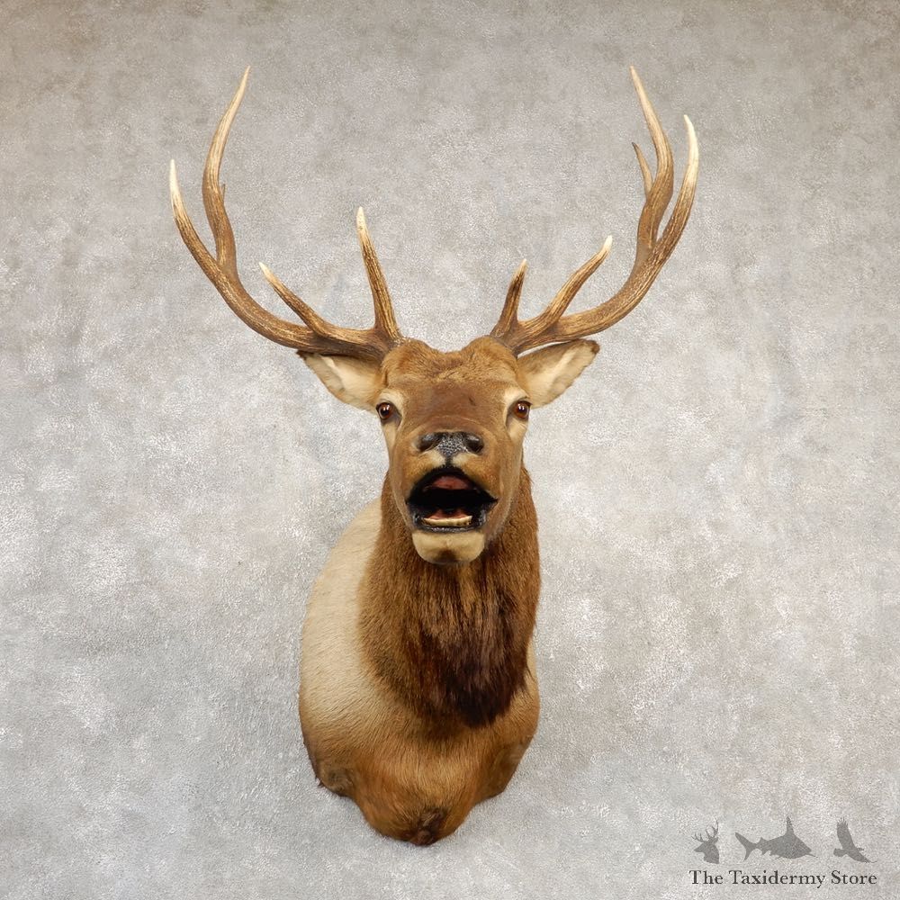 Rocky Mountain Elk Shoulder Mount For Sale #20690 @ The Taxidermy Store