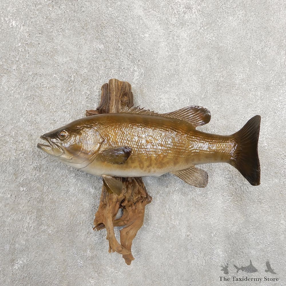 Smallmouth Bass Taxidermy Fish Mount #20905 For Sale @ The Taxidermy Store