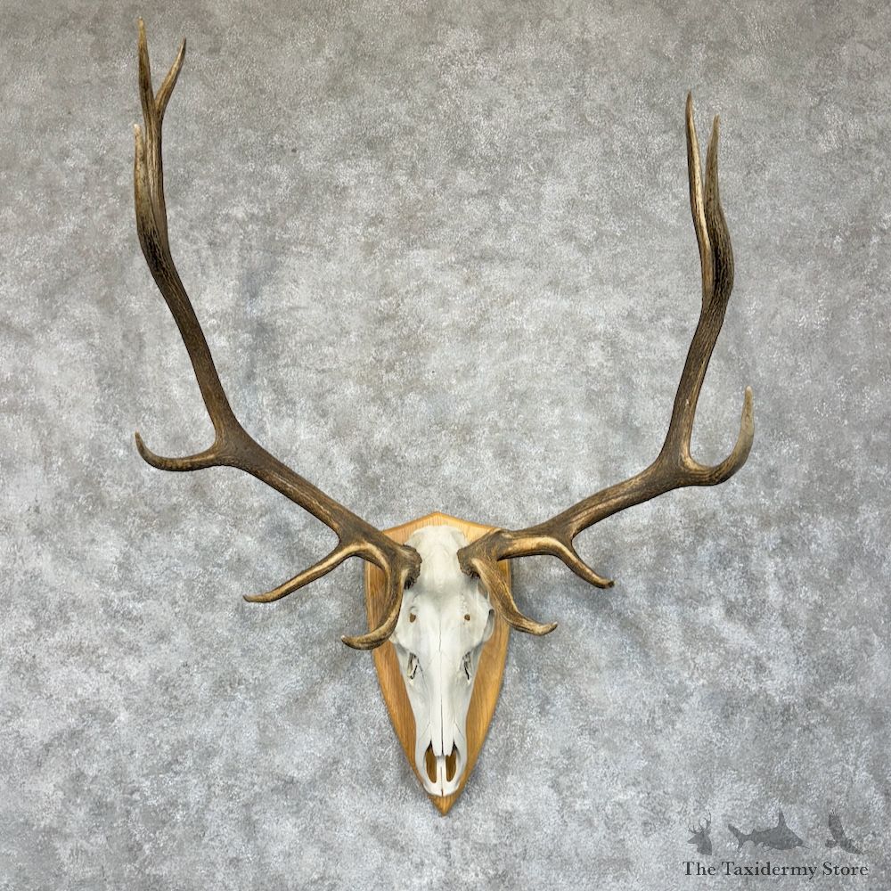 Rocky Mountain Elk Skull European Mount For Sale #29589 @ The Taxidermy Store