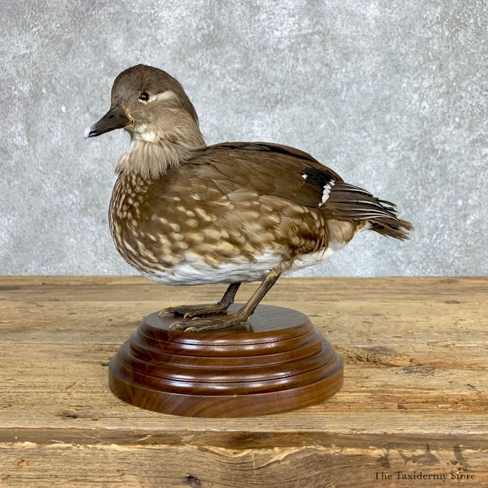 Mandarin Duck Bird Mount For Sale #22070 @ The Taxidermy Store
