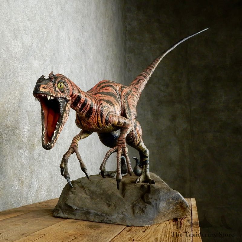 Velociraptor Dinosaur Replica Raptor Taxidermy Mount For Sale #17380 - The Taxidermy Store