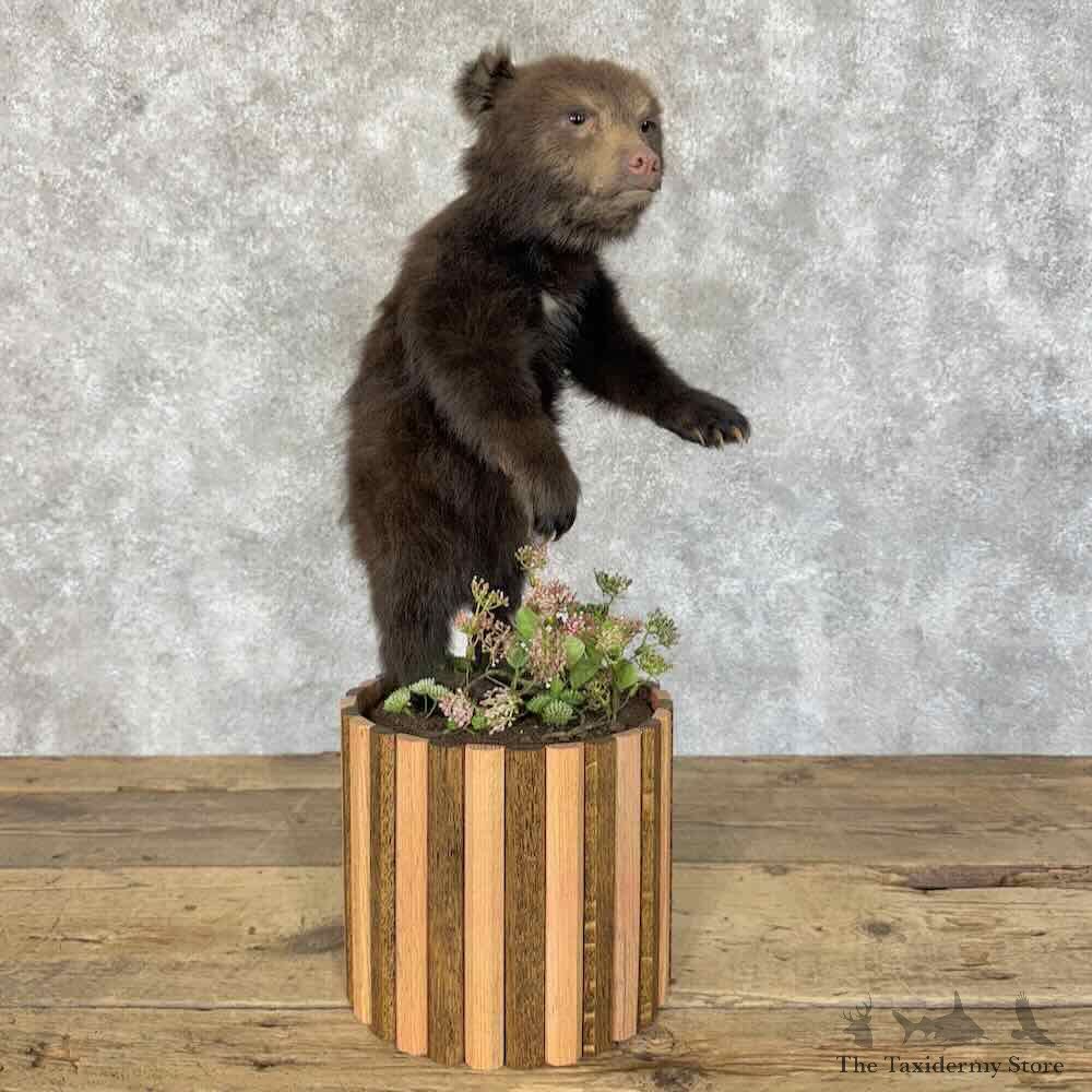 Black Bear Cub Life-Size Mount For Sale #30323 @ The Taxidermy Store