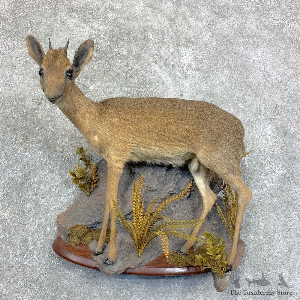 Dik-Dik Taxidermy Life-Size Mount For Sale #28872 @ The Taxidermy Store