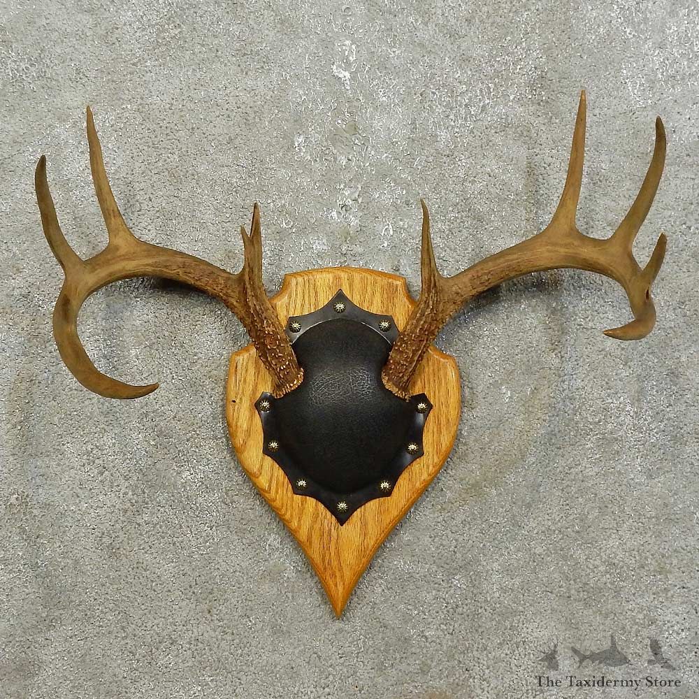Whitetail Deer Antler Plaque Mount For Sale #15855 @ The Taxidermy Store