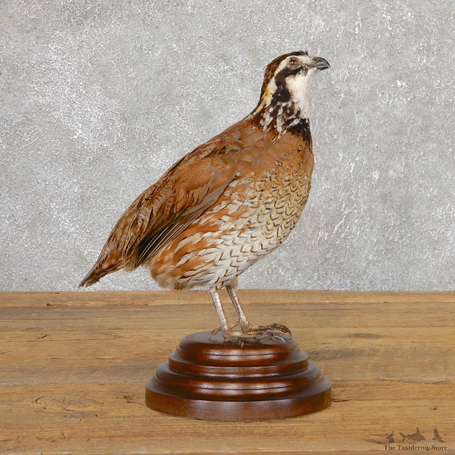 Bobwhite Quail Bird Mount For Sale #19790 @ The Taxidermy Store