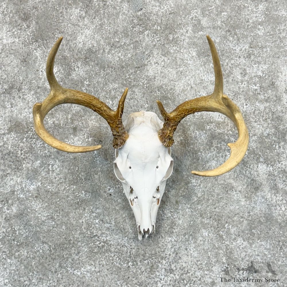 Whitetail Deer Skull European Mount For Sale #29321 @ The Taxidermy Store