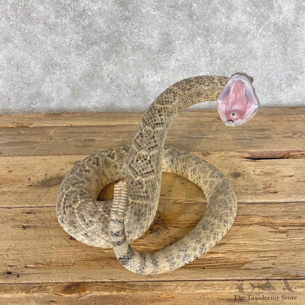 Western Diamondback Rattlesnake Mount For Sale #28416 @ The Taxidermy Store