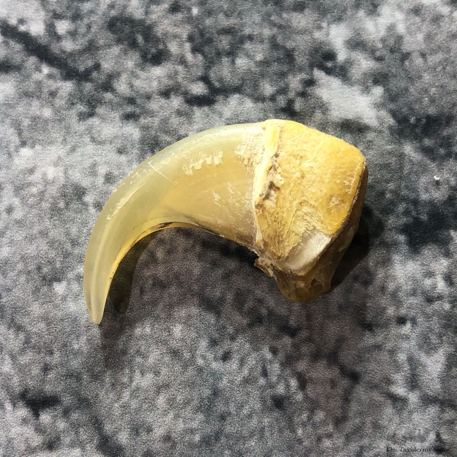 Mountain Lion Cougar Taxidermy Authentic Claw #19368 For Sale @ The Taxidermy Store