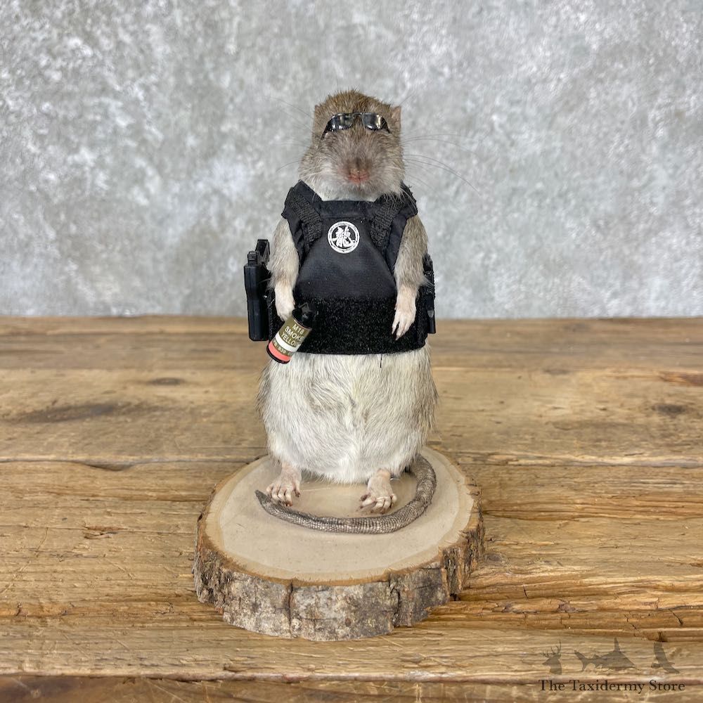 Agent Rat Novelty Mount For Sale #26533 @ The Taxidermy Store