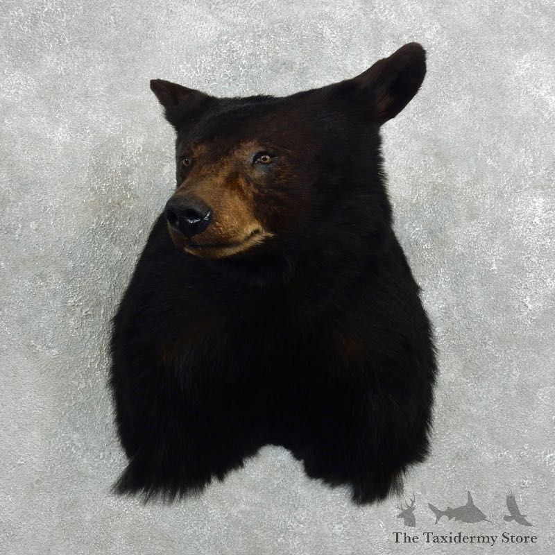 Black Bear Shoulder Taxidermy Head Mount For Sale #18857 @ The Taxidermy Store