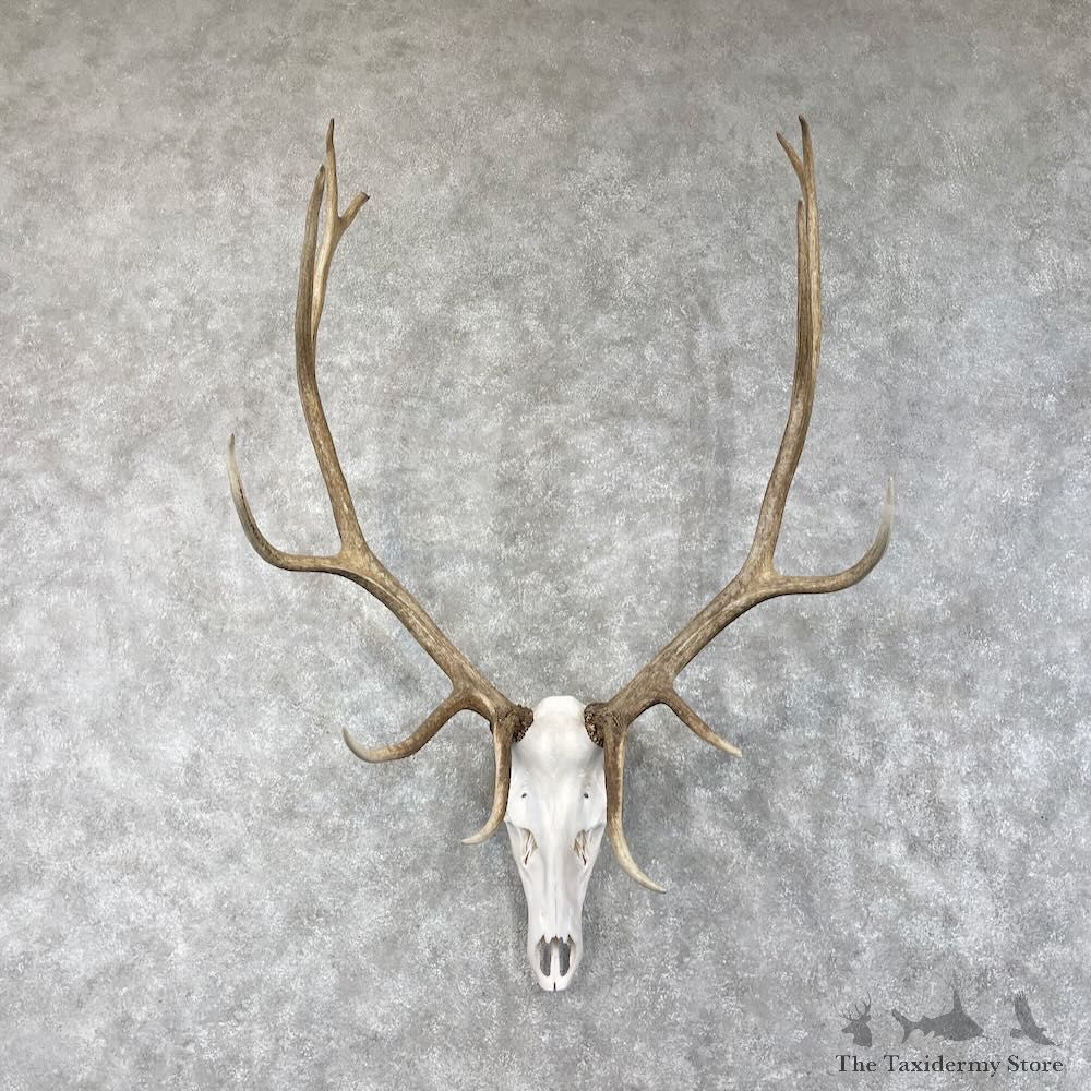 Rocky Mountain Elk Skull European Mount For Sale #28463 @ The Taxidermy Store