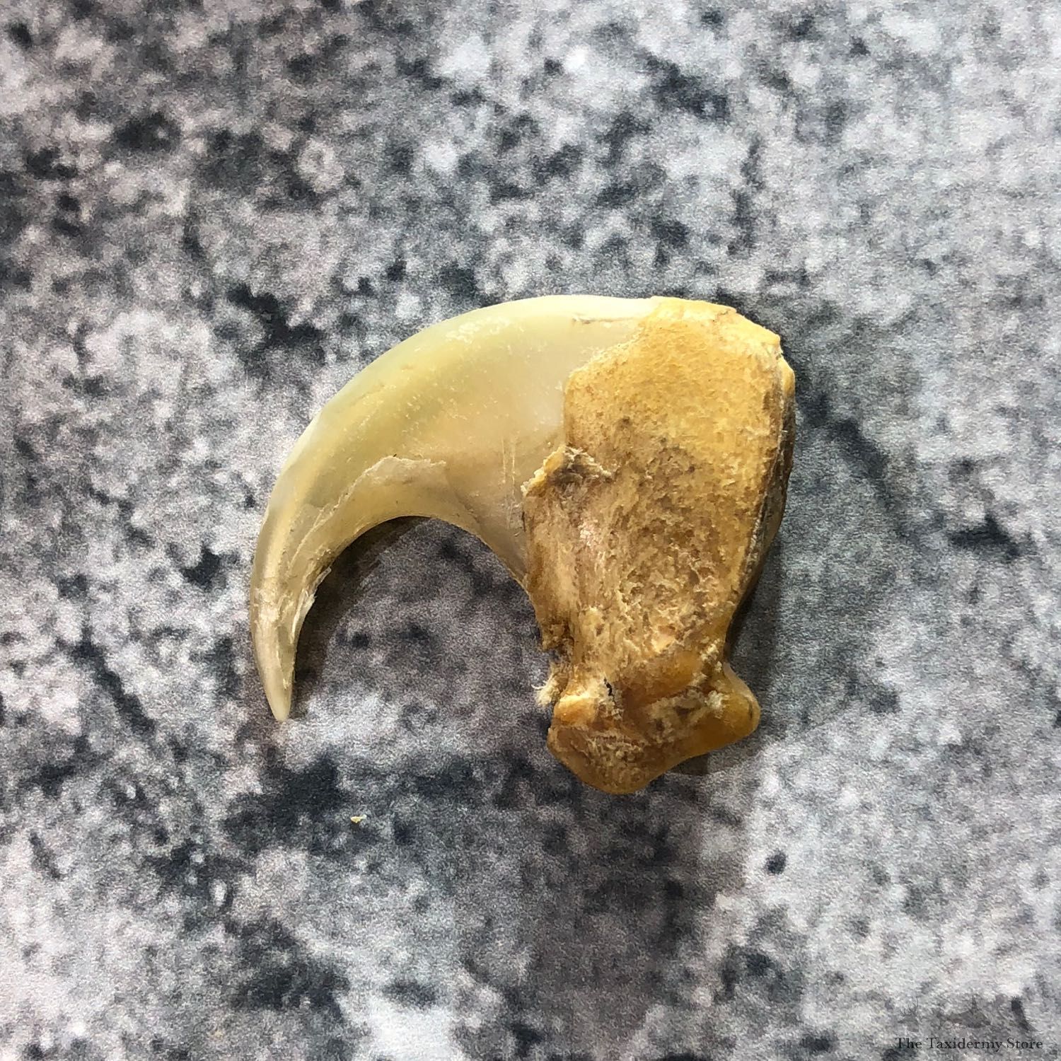 Mountain Lion Cougar Taxidermy Authentic Claw #19377 For Sale @ The Taxidermy Store