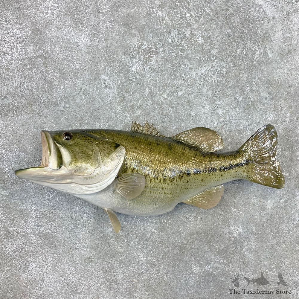 Reproduction Largemouth Bass Fish Mount For Sale #23404 @ The Taxidermy Store
