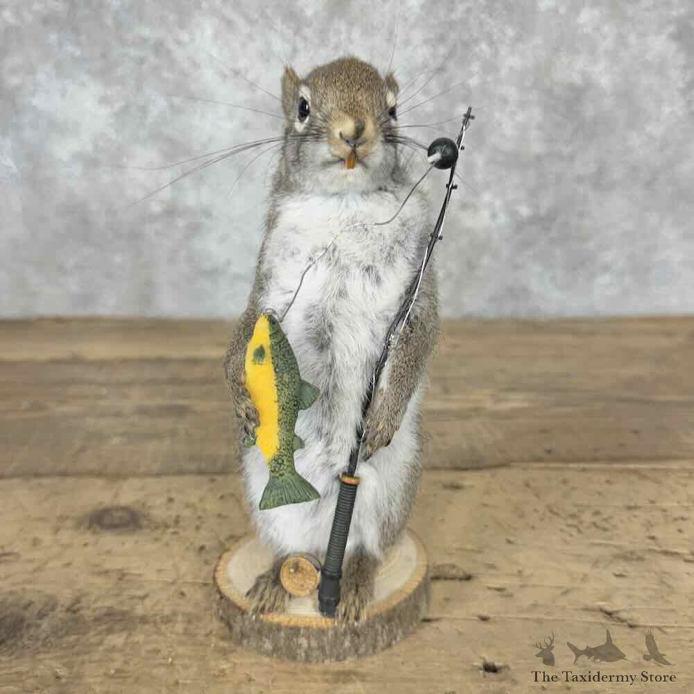 Fishing Red Squirrel Novelty Mount For Sale #31585 @ The Taxidermy Store