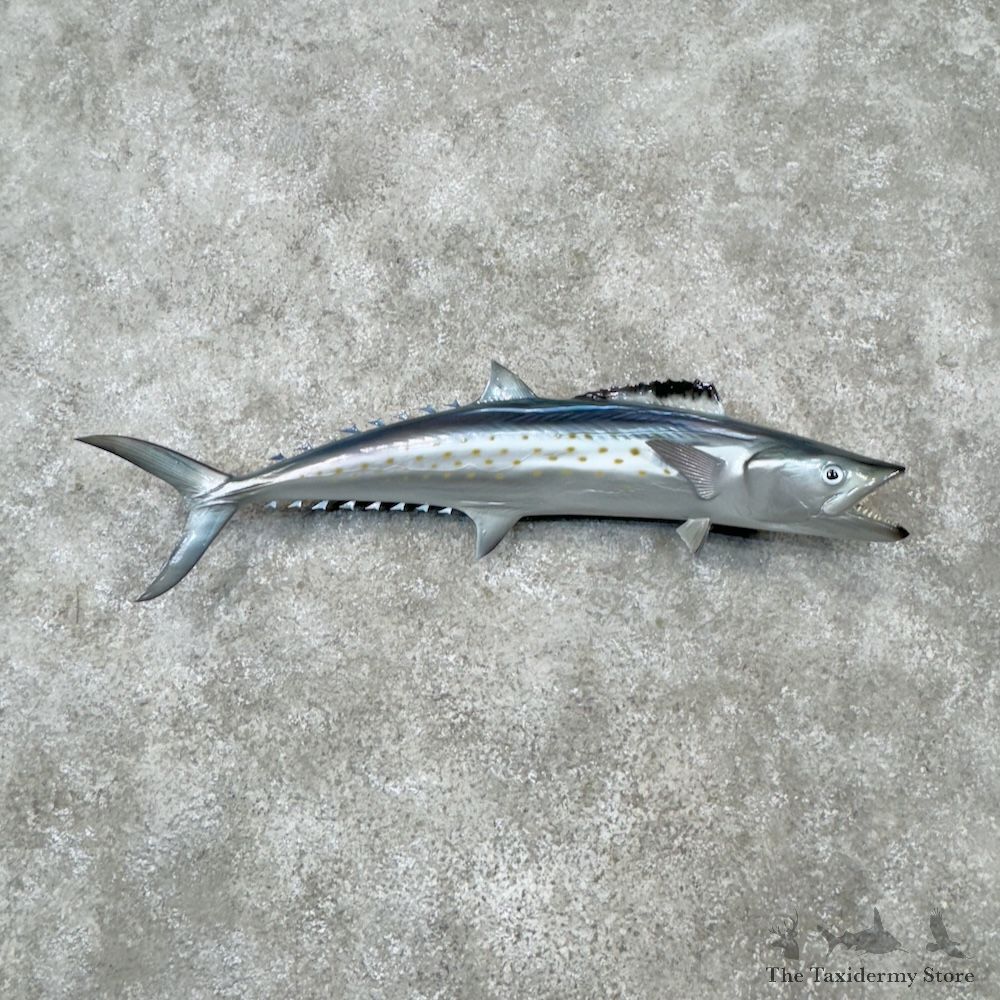 Spanish Mackerel Reproduction Fish Mount For Sale #29811 @ The Taxidermy Store