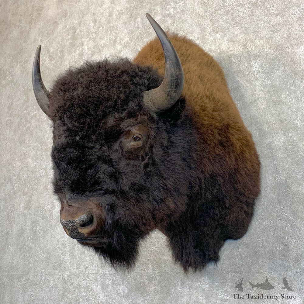 American Buffalo Shoulder Taxidermy Mount For Sale #22785 @ The Taxidermy Store