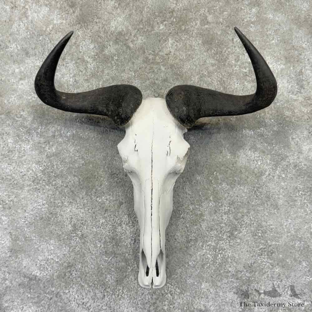 Blue Wildebeest Skull Horns European Mount For Sale #32333 @ The Taxidermy Store