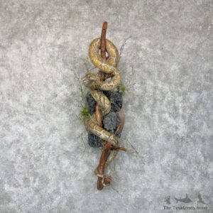 African Rock Python Life-Size Snake Mount For Sale #30154 @ The Taxidermy Store