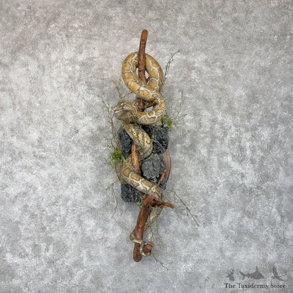 African Rock Python Life-Size Snake Mount For Sale #30154 @ The Taxidermy Store