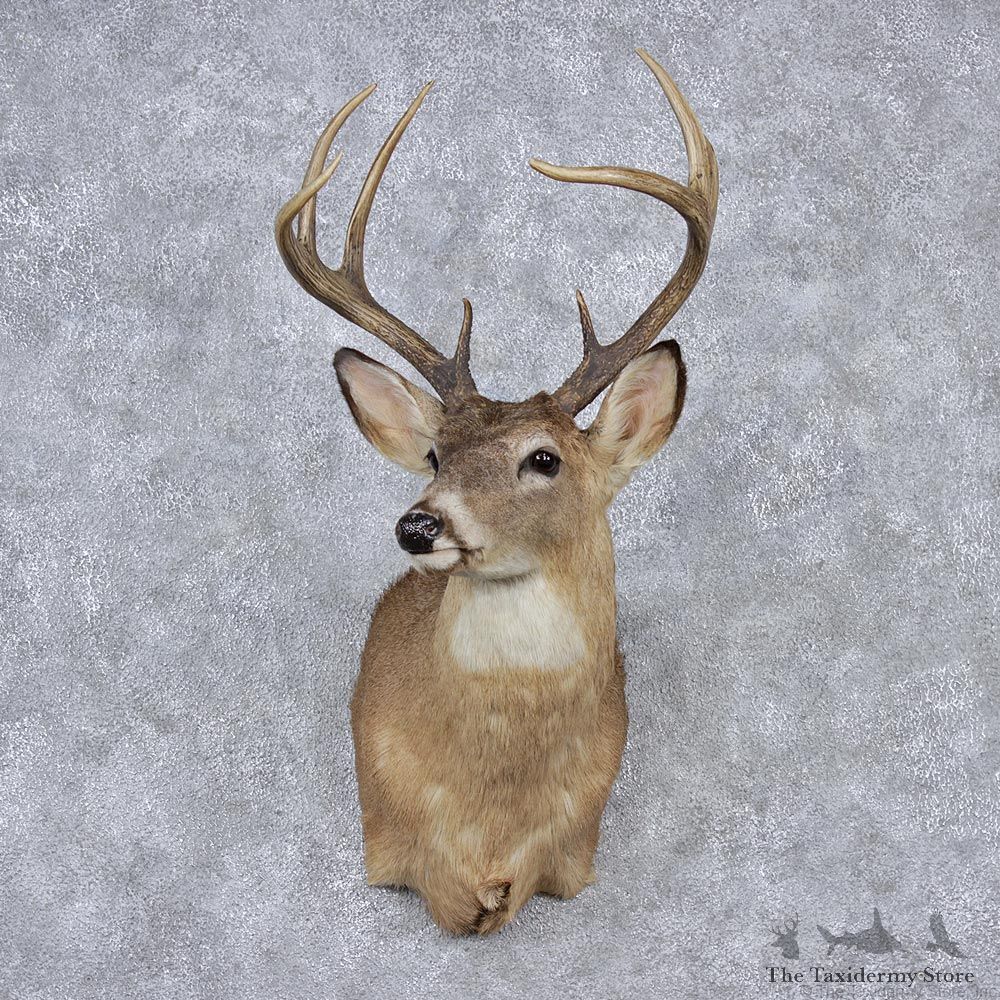 Whitetail Deer Shoulder Mount #12525 For Sale @ The Taxidermy Store