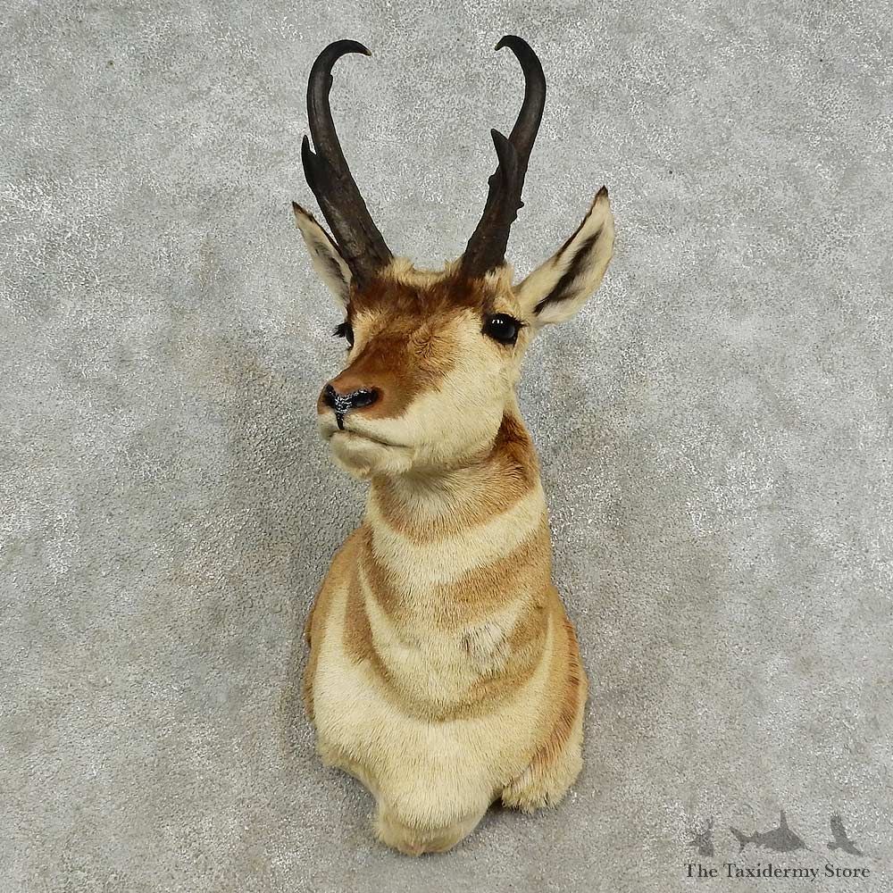Pronghorn Antelope Shoulder Mount For Sale #16909 @ The Taxidermy-Store