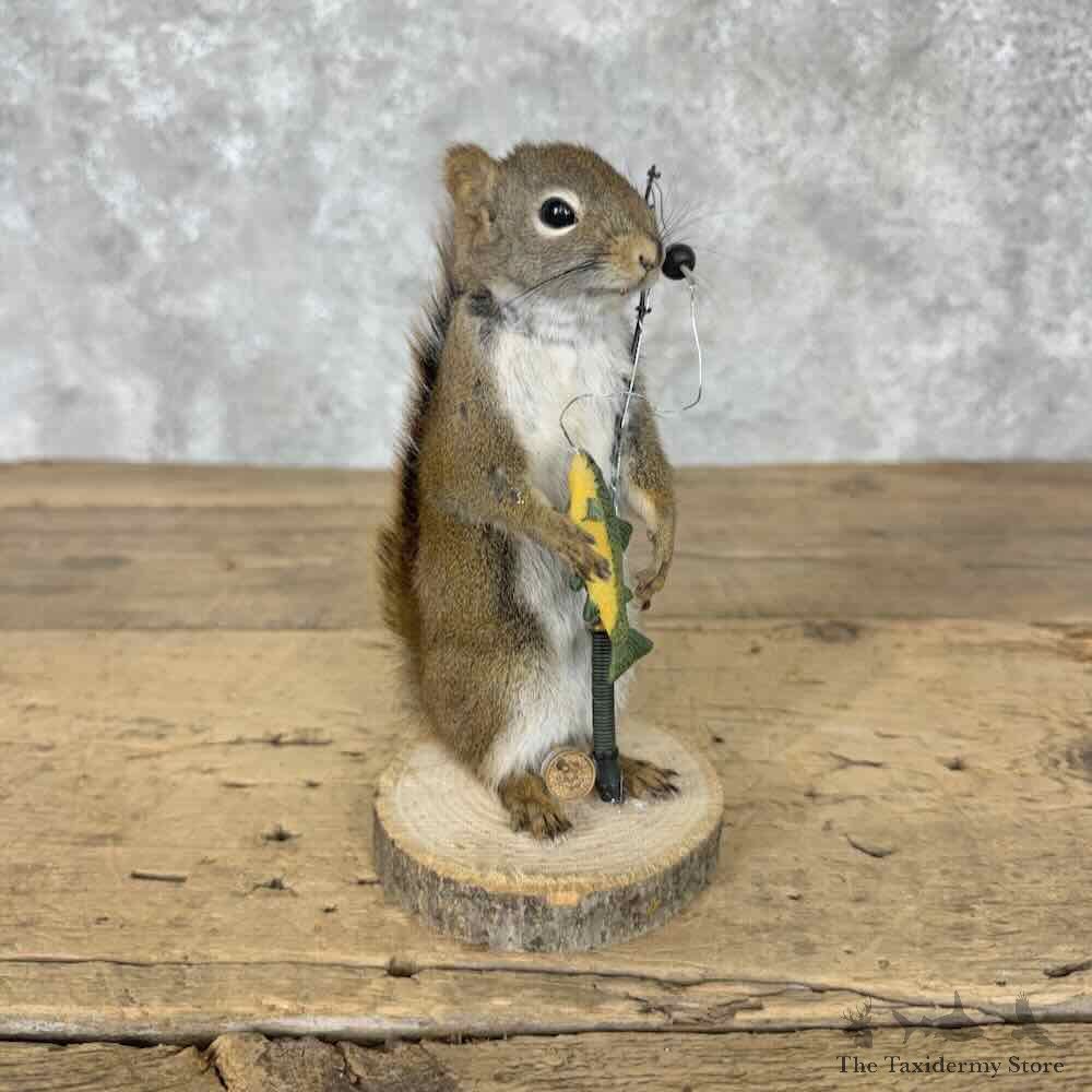 Fishing Red Pine Squirrel Novelty Mount For Sale #31615 @ The Taxidermy Store