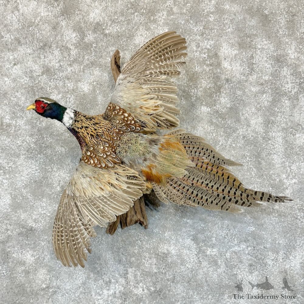Ringneck Pheasant Bird Mount For Sale #29142 @ The Taxidermy Store