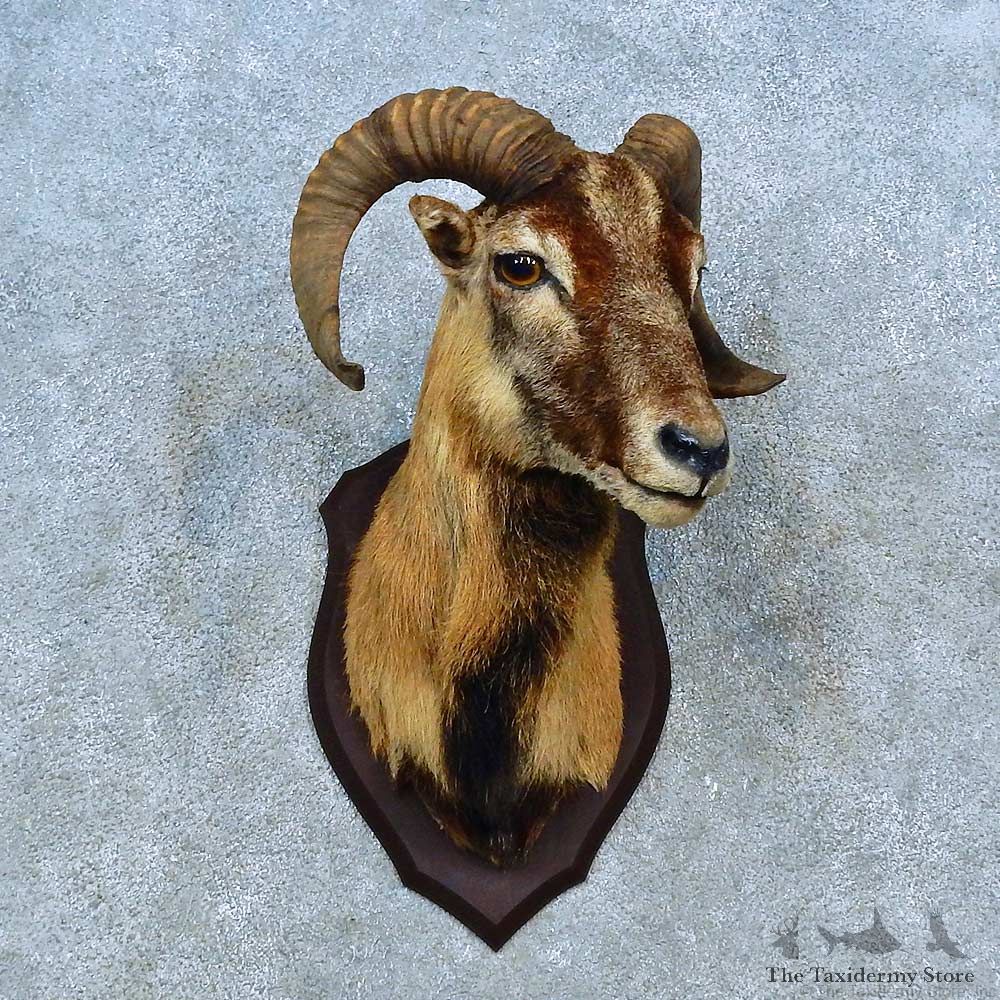 Corsican Ram Shoulder Mount For Sale #15487 @ The Taxidermy Store