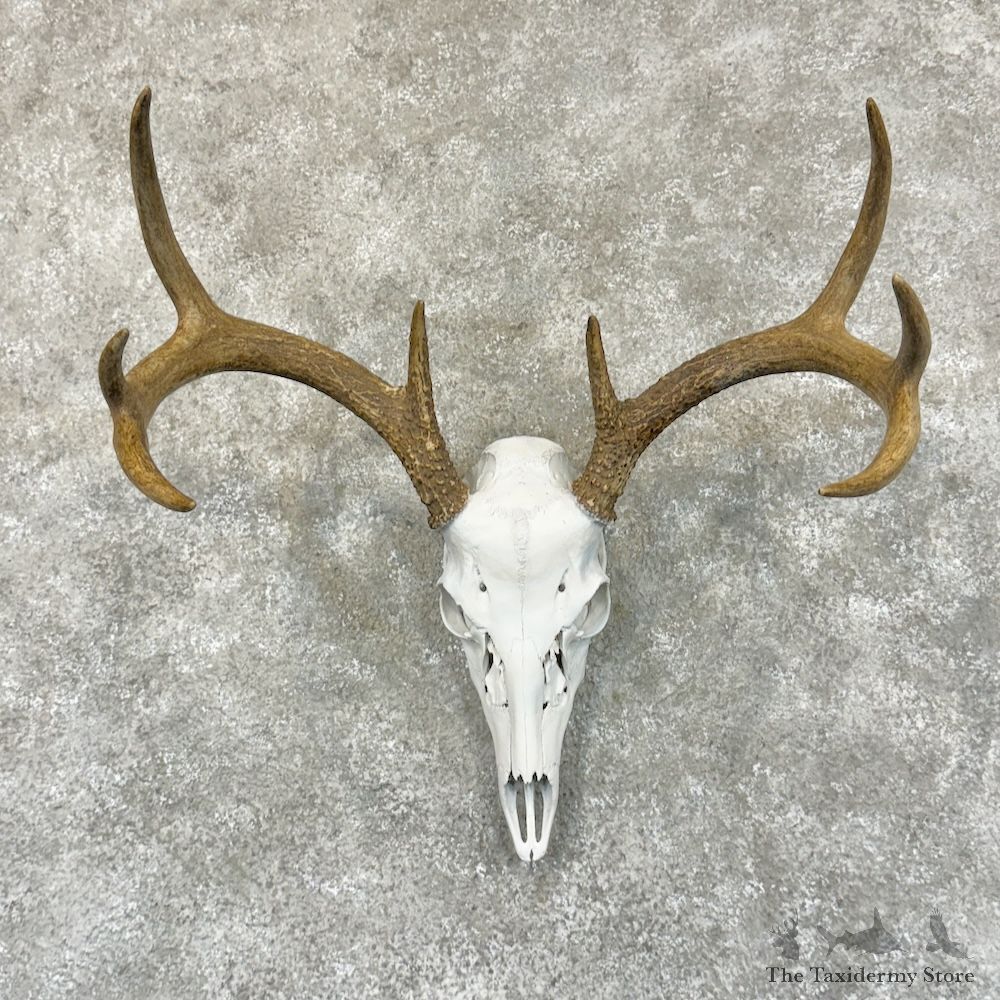 Whitetail Deer Skull European Mount For Sale #29233 @ The Taxidermy Store