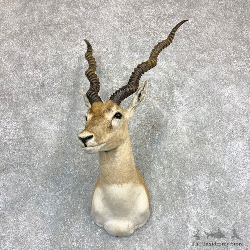India Blackbuck Shoulder Mount For Sale #22091 @ The Taxidermy Store