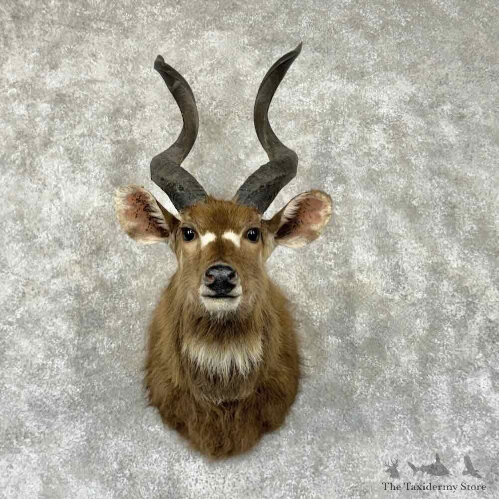 Zambezi Sitatunga Shoulder Mount For Sale #31542 @ The Taxidermy Store