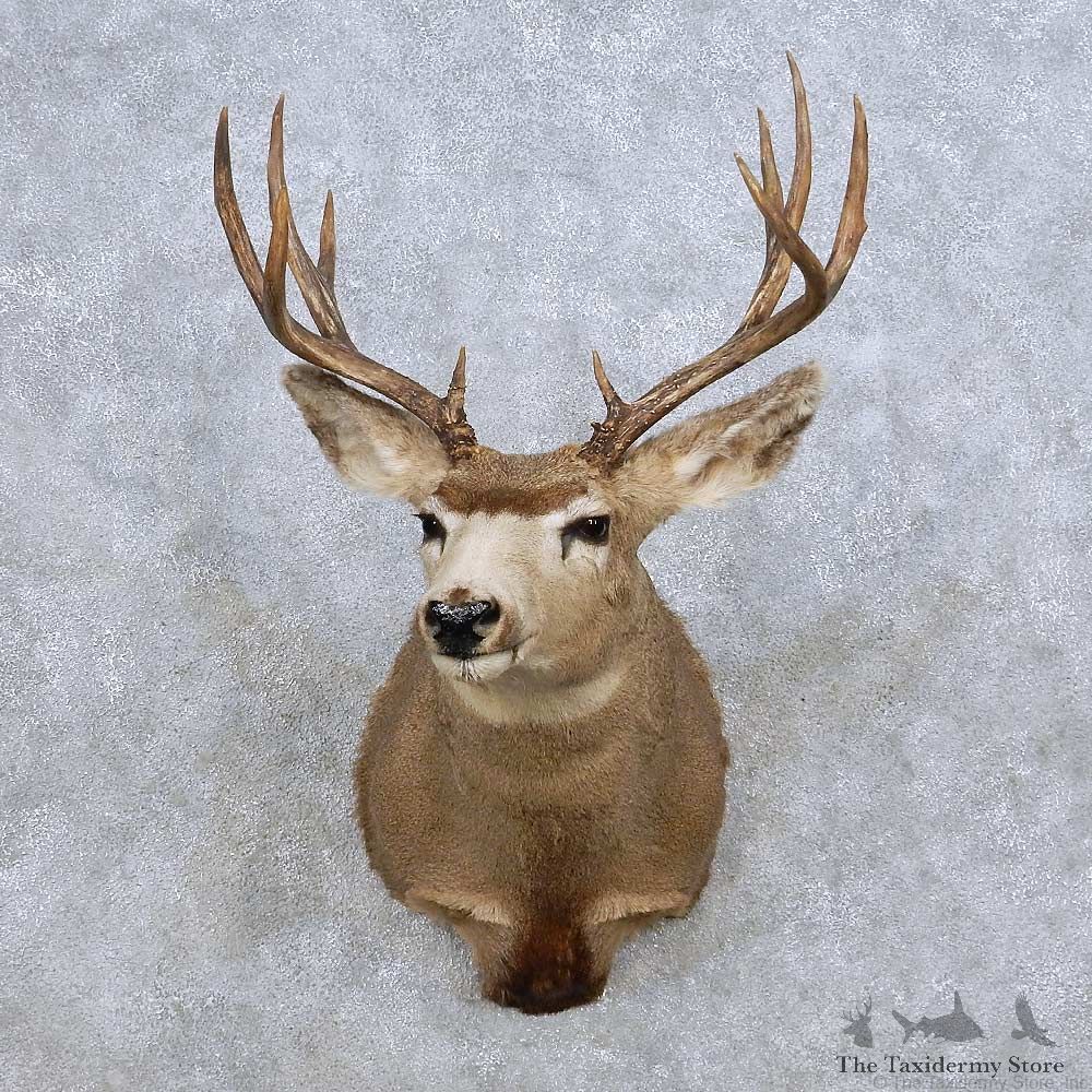 Mule Deer Shoulder Mount For Sale #14070 @ The Taxidermy Store