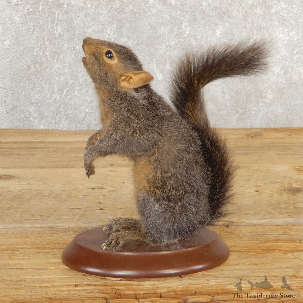 Grey Squirrel Life-Size Mount For Sale #20818 @ The Taxidermy Store