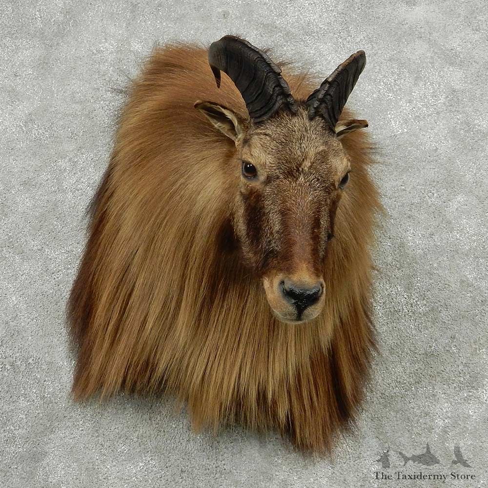 Himalayan Tahr Shoulder Mount #13812 For Sale @ The Taxidermy Store