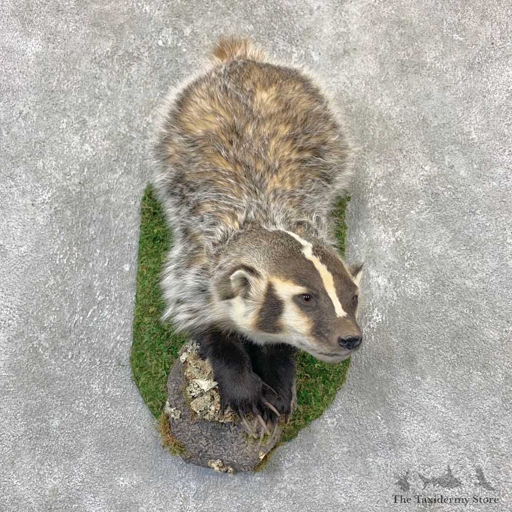 American Badger Life-Size Mount For Sale #23196 @ The Taxidermy Store