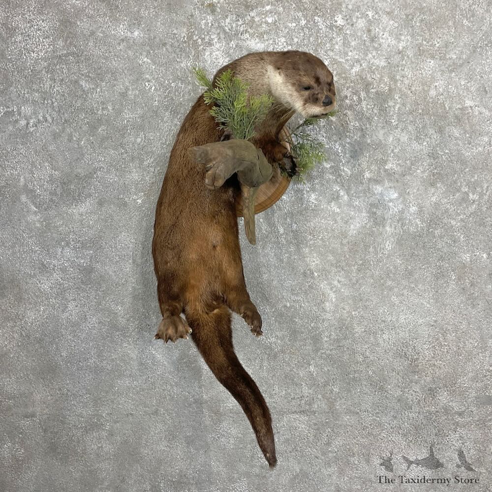 River Otter Life-Size Mount For Sale #27338 @ The Taxidermy Store