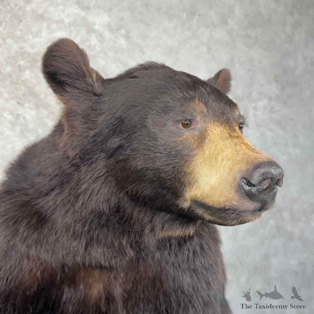 Black Bear Life Size Mount For Sale #31991 @ The Taxidermy Store