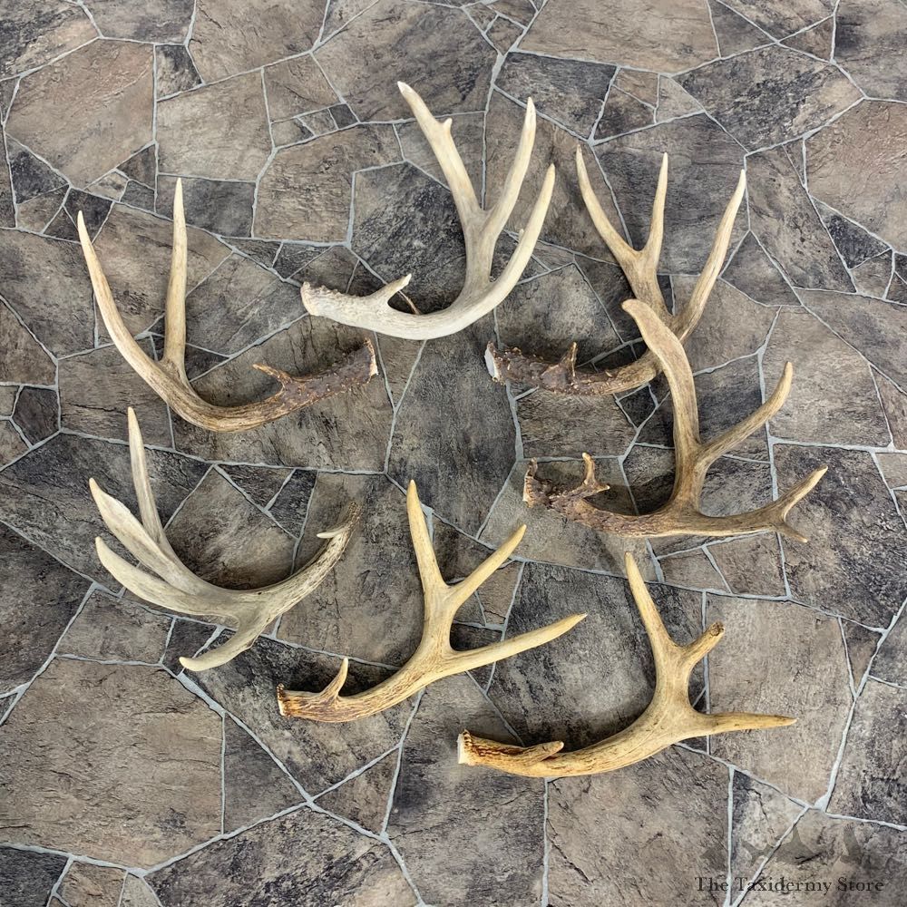 Whitetail Deer Antler Craft Pack For Sale #23013 @ The Taxidermy Store