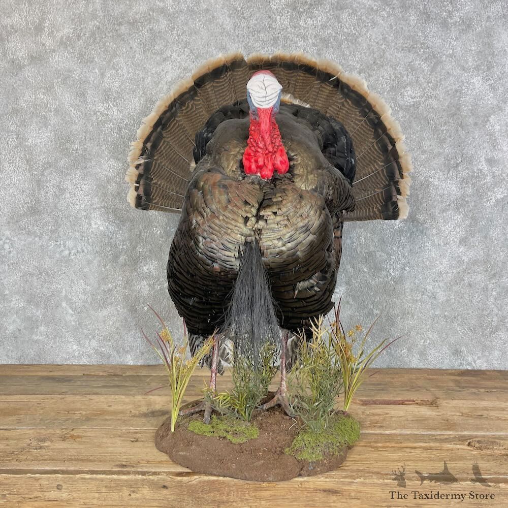 Merriam's Turkey Bird Mount For Sale #27974 @ The Taxidermy Store