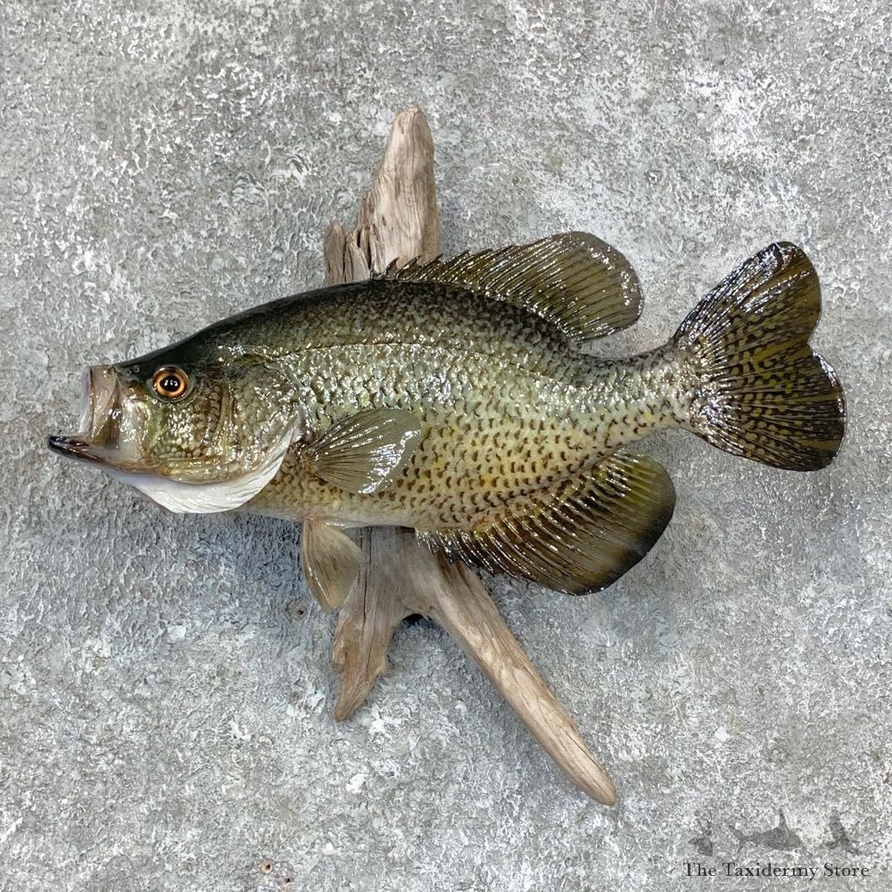 Black Crappie Taxidermy Fish Mount #23388 For Sale @ The Taxidermy Store
