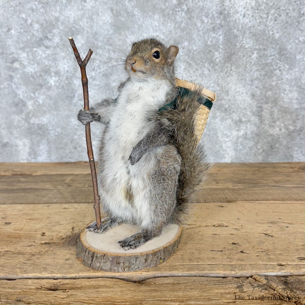 Hiking Squirrel Novelty Mount For Sale #30203 @ The Taxidermy Store