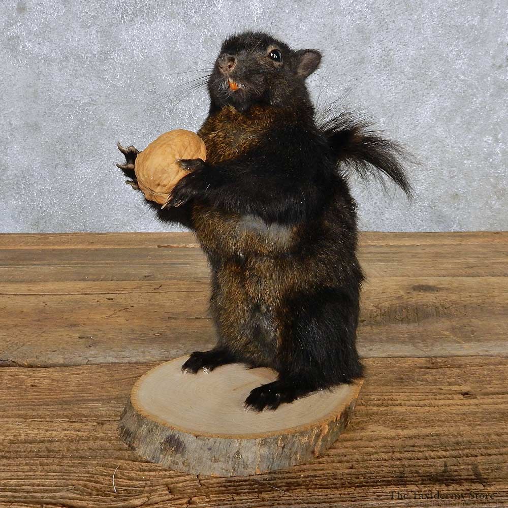 Black Squirrel Mount For Sale #14862 @ The Taxidermy Store