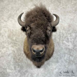 American Buffalo Bison Shoulder Mount For Sale #31381 @ The Taxidermy Store